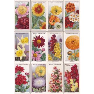 NB09 FLOWERS TWO NOTEBOOK
