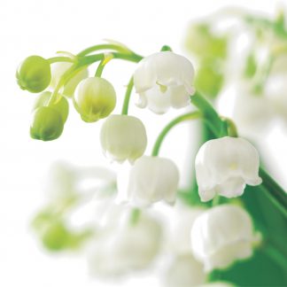 FF02 LILY OF THE VALLEY