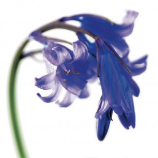 FF01 BLUEBELL