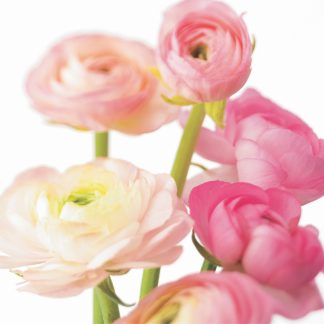 FF10 PINK RANUNCULUS