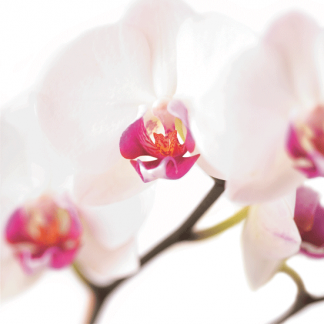 FF10A WHITE & PINK ORCHID