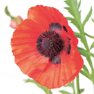 FF13 ORIENTAL POPPY