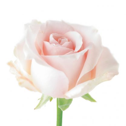 FF14 PINK ROSEBUD