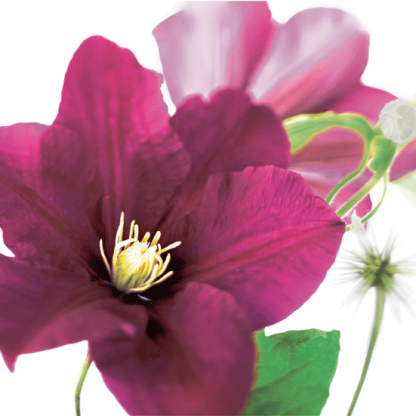 FF15 PURPLE CLEMATIS