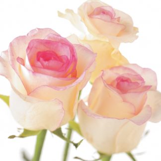 FF27 CREAM & PINK ROSE
