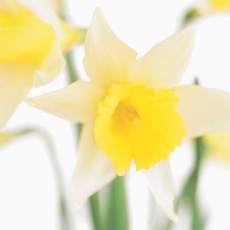 FF28 WELSH DAFFODILS