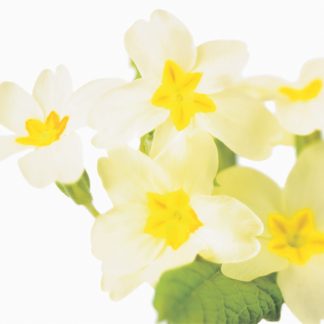 FF34 PRIMROSES