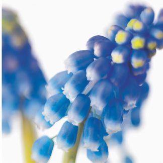 FF35 GRAPE HYACINTHS