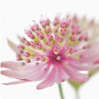 FF45 ASTRANTIA