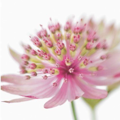 FF45 ASTRANTIA