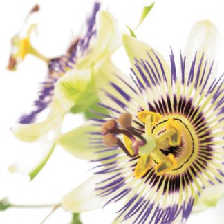 FF05 PASSION FLOWER
