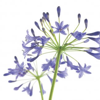 FF53 AGAPANTHUS