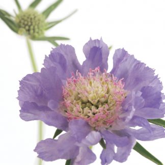 FF55 SCABIOUS