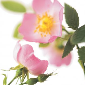 FF06 WILD ROSE