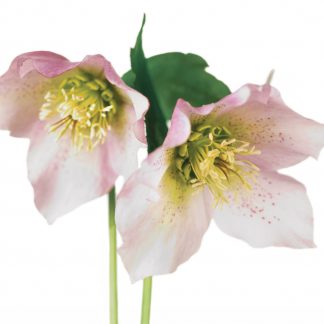 FF66 PINK HELLEBORE