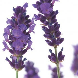 FF72 ENGLISH LAVENDER