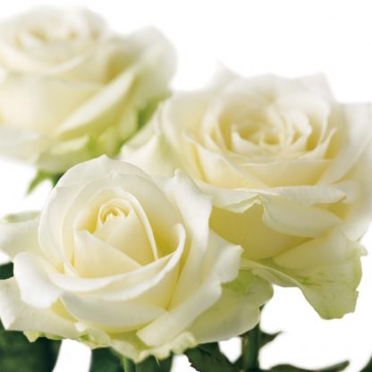 FF83 IVORY ROSES