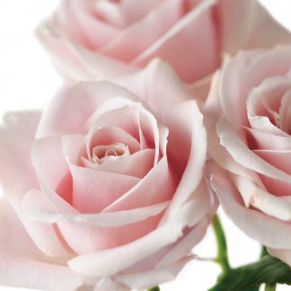 FF87 PALE PINK ROSES