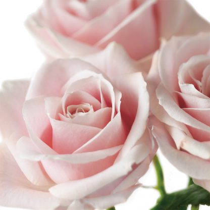 FF87 PALE PINK ROSES