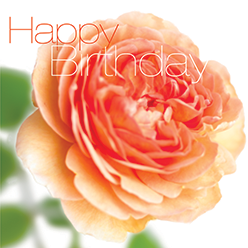 FFHB26 HAPPY BIRTHDAY