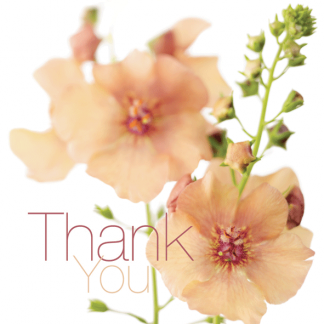 FFTY16 THANK YOU
