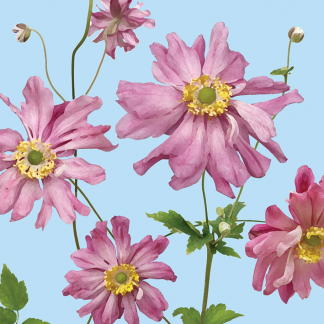 FG01 PINK JAPANESE ANEMONES