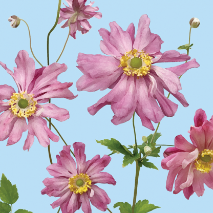 FG01 PINK JAPANESE ANEMONES