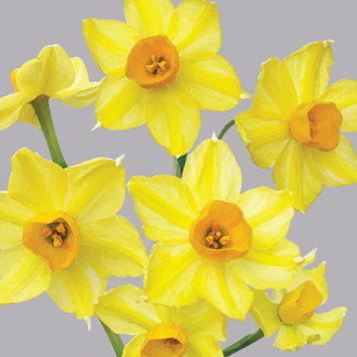 FG02 JONQUILS