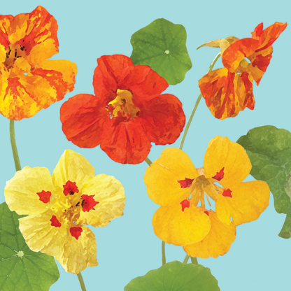 FG04 NASTURTIUMS