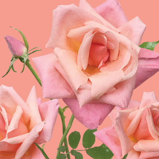 FG05 PEACH ROSES