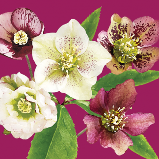 FG06 HELLEBORES