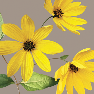 FG07 RUDBECKIA