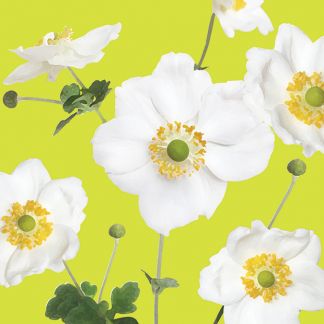 FG09 WHITE JAPANESE ANEMONES