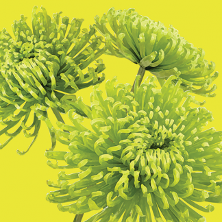 FG10 CHRYSANTHEMUMS