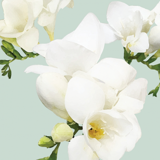 FG11 FREESIAS