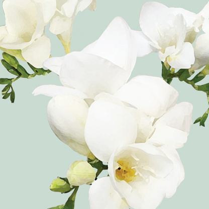FG11 FREESIAS