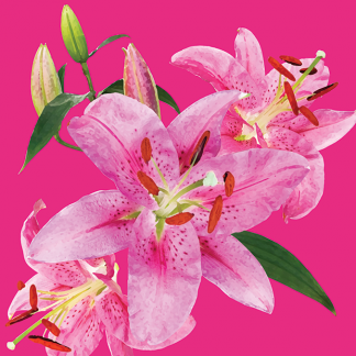 FG12 LILIES