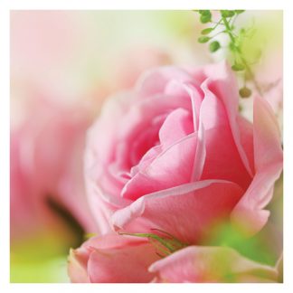 P01 PINK ROSE  (BLANK)