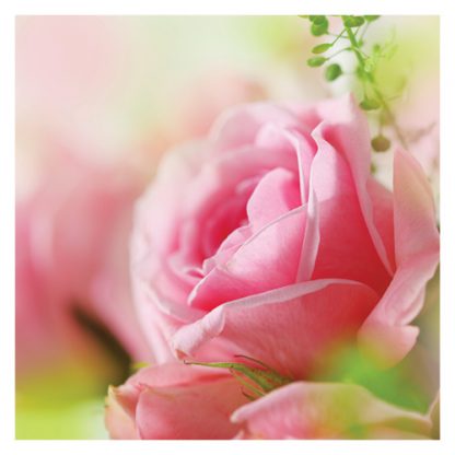 P01 PINK ROSE  (BLANK)