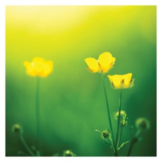 P02 BUTTERCUPS (BLANK)