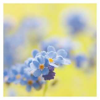 P03 FORGET ME NOT (BLANK)