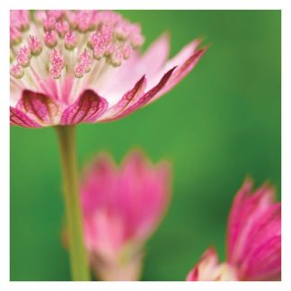 P04 ASTRANTIA (BLANK)