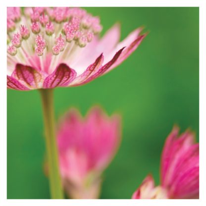 P04 ASTRANTIA (BLANK)