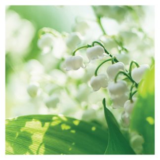 P05 LILY OF THE VALLEY (BLANK)