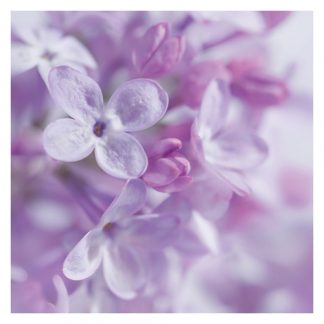 P06 LILAC (BLANK)