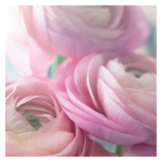 P07 PINK RANUNCULUS (BLANK)