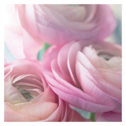 P07 PINK RANUNCULUS (BLANK)