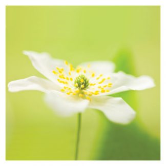 P08 ANEMONE (BLANK)