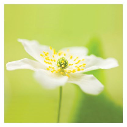 P08 ANEMONE (BLANK)