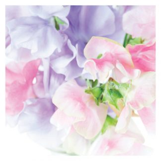 P09 SWEET PEAS (BLANK)